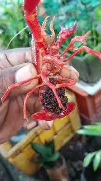 :🦞 Crayfish, often called “freshwater lobsters,”