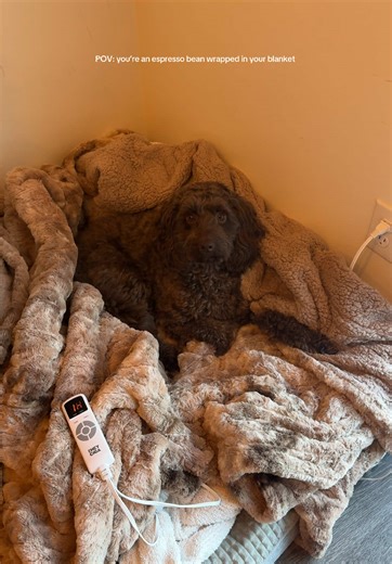 Dogs Communicating with Buzzers: A Heartwarming POV