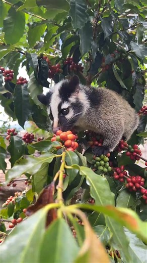 Civets like to eat ripe coffee cherries. In Indonesia, people discovered that beans fermented in the civet’s digestive system develop a richer and smoother flavor. After natural fermentation, they become Kopi Luwak — rare, rich, and among the world’s most expensive coffees. ☕🐾 #KopiLuwak #CivetCoffee #CoffeeFacts #RareCoffee #CoffeeCulture ☕ | Amazing Yunnan