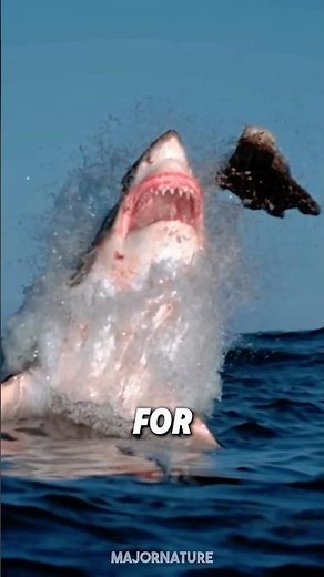 5 BIGGEST Shark Species in the World 😳