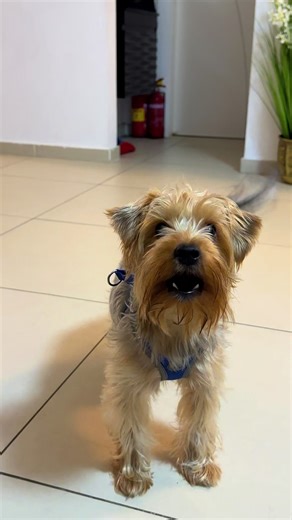 Taz The Yorkie ב-TikTok