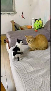 1.7M views · 10K reactions | Little kitty is so funny and cute! | Sweet Meows | Facebook