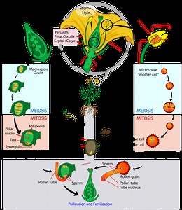 Multiple Choice Quiz on Sexual Reproduction in Angiosperms