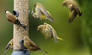 When to Stop Feeding Birds in Summer? Or Do You Need to?