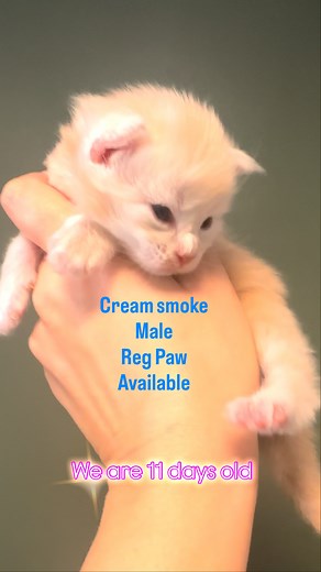 11 reactions | #fluffntuffsmainecoons #mainecoons #available #kittens #cutecats #breederlife #cattery #mainecoonstagram #maincoon #mainecooncat #mainecooncat #cat #cats #adopt #saskatchewan #pm #fluffntuff #mainecoon #baby #cute | Fluffntuff Mainecoons | Facebook