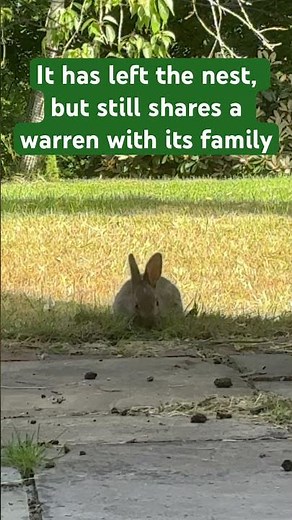 Is this cute wild baby rabbit really alone? #interestingfacts #bunny