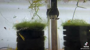 The Clown Killifish boasts an array of mesmerizing colors that make it stand out in any aquarium. Males typically exhibit vibrant red, orange, and yellow hues on their body, while their fins showcase a striking blue iridescence. Females, on the other hand, have more subdued colors, often displaying shades of silver and pale yellow. On average, these fish grow to about 2 inches (5 cm) in length, making them perfect for smaller aquarium setups. | Pet Zone Tropical Fish, San Diego, California