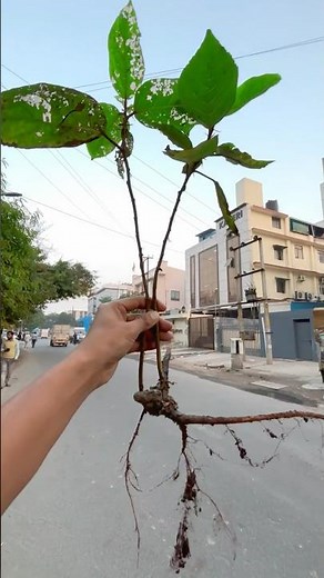 Mother Nature gave me the most expensive Ficus Racemosa tree | How To Replant A Ficus Racemosa Tree!