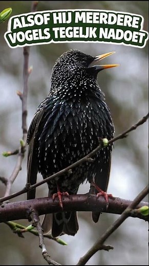 Spreeuw geluid herkennen | Hoor jij deze vogel in je tuin?