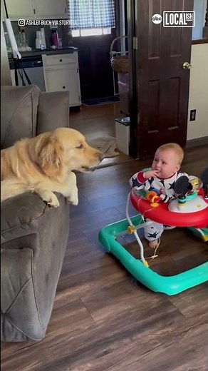 Pup competes with crying baby