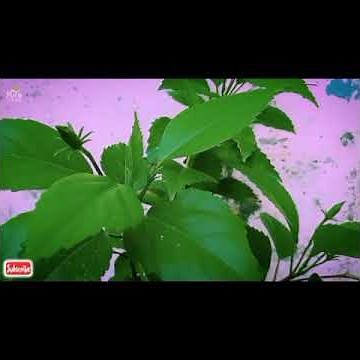 How to Prune a Hibiscus Tree?