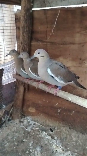 White Wing Doves Breeding Season 😁 #kemshell #birds #pigeon ‪@Kemshell25‬ #youtubeshorts