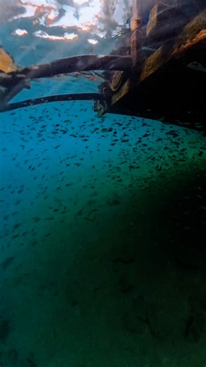 Mark Chen | Massive amount of tetras in this spring 🤩 | Instagram