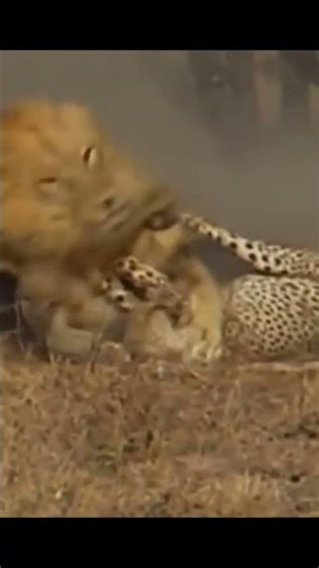 Life of African Lions - Lions Hunting Leopards !