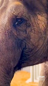 692K views · 14K reactions | A small step for an elephant, a giant step for the regional elephant herd.  Permai's first steps into her forever home at Monarto Safari Park | Perth Zoo | Facebook