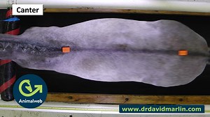 🐎🐎🐎HORSE BACK MOTION🐎🐎🐎 Analysing some data today on back motion I reviewed some video I took of a horse walking, trotting and cantering from above. Never ceases to amaze me how much back shape changes and spurs 😉me on to help create better saddles that support the rider but allow the horses' back to move more naturally and reduce back injury! | Dr David Marlin