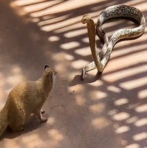 2.8M views · 2.1K shares | Yellow Mongoose vs Cape Cobra #snake | Soul | Facebook