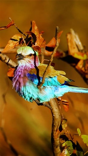 Captivating close-up: The lilac-breasted roller's plumage