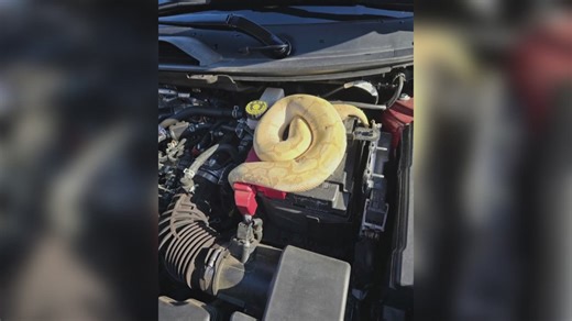 Man finds python in SUV's engine compartment