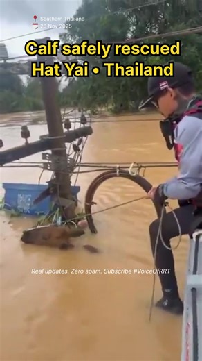 10K views · 163 reactions | Thai rescue teams safely free a stranded...