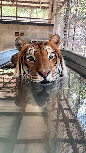 Peaceful Day in Cincinnati with Tigers 🌼