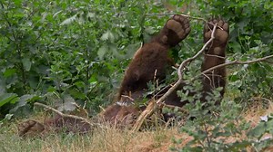 389K views · 21K reactions |  Have a Beary Happy Day! | Travel Guide Book | Facebook