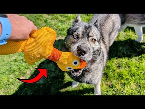 These Duck Dog Toys are Great for The Pool And Play!