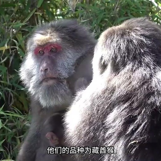 Golden Snub-nosed Monkeys vs. Tibetan Macaques: The "Nezha" and "Demon Child" of the Primate Worl...