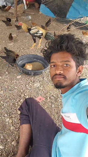 Asil chicken🐓 | VR Vicky Forms