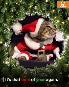 Move over Elf on a Shelf, here comes Mojo — the kind-of lazy office elf! Although he can often be found sleeping on the job, he has one wish this holiday season and we think you already know what that is. 🎄 Spread some holiday cheer this holiday season by fostering a pet in need! -katheryn | Best Friends Animal Society