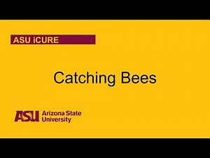 How to Sample Bees