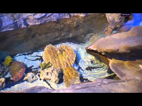 Shark Encounter (Full Walk-Through) SeaWorld San Diego