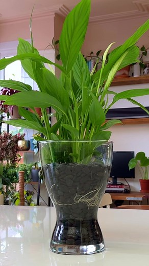 Stunning Acqua Peace Lily Plant Decoration Ideas