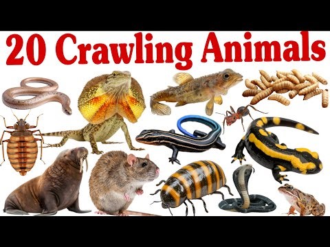 रेंगने वाले जानवर सीखें बच्चों के लिए | Learn 20 Crawling Animal Names for Kids with Pictures