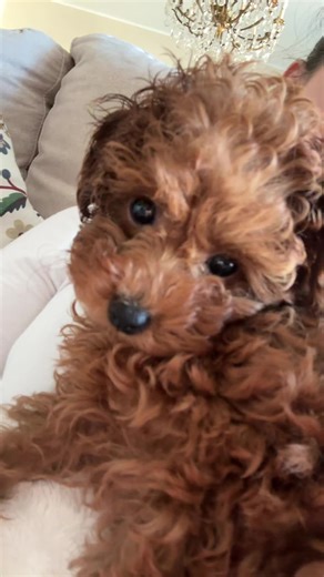 #barboncinotoy #dog #toypoodlepuppy #cani #poodle