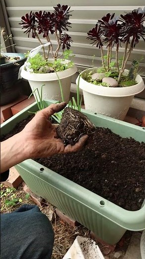 Easy ways to plant green onions #homegardening