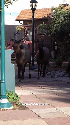 Wait for the bugle! I left my camera setup hoping they would walk by it and I got lucky! #bullelk #elk #fyp #coloradoadventures #coloradowildlife #Colorado #foryou #estesparkcolorado #estespark | Colorado Adventures