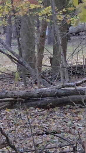 Finally got a decent video of the big 12point buck in my back yard yesterday. We also have a couple 6 point and a 8point buck along with several doe and babies. They are always in the patch of woods behind my house. They'll come just out of reach and not be scared of our dogs barking or anything. This bucks back stand almost as tall as my fence and his girth is huge. His neck is enormous too. | Shawn Farr