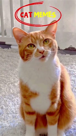 Cats Viral Memes #cats #memes #catmemes