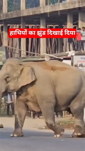 hathiyon ka jhund dikhai Diya ll #song #music #love #bollywood #hindisong