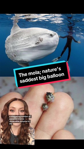 The Saddest Big Balloon of Nature: Mola, Mola - The Untold Story
