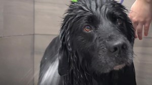 The black Golden Retriever | Girl With The Dogs