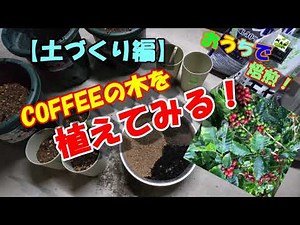 【コーヒーの木から育てて焙煎！】コーヒーノキを植えてみる ーー土づくり編ーー