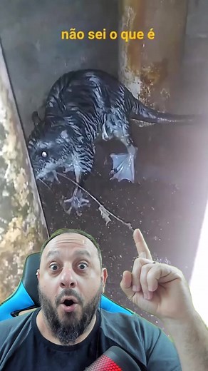 Gambá d'água: O Marsupial Aquático Surpreendente!