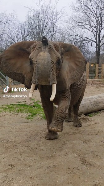 Discovering Daisy: Exploring Animals at Memphis Zoo