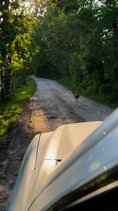 58K views · 5.2K reactions | Chicken chasing | From Suits to Boots | Facebook