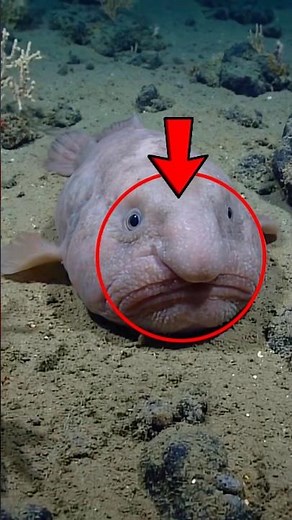 Blobfish: The “Ugliest” Animal Isn’t What You Think 😳🐟 #shorts #facts #animals