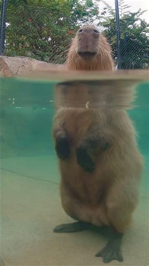 Capybara goes for a swim