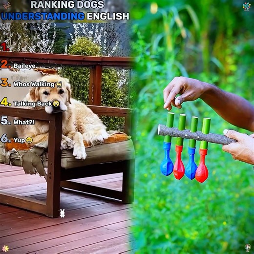 Ranking Dogs Understanding English (Part 5) "
