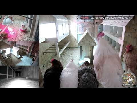 5am Chicken Cam Alarm Clock Sounds - Mr. Rooster was 4 minutes late this morning!